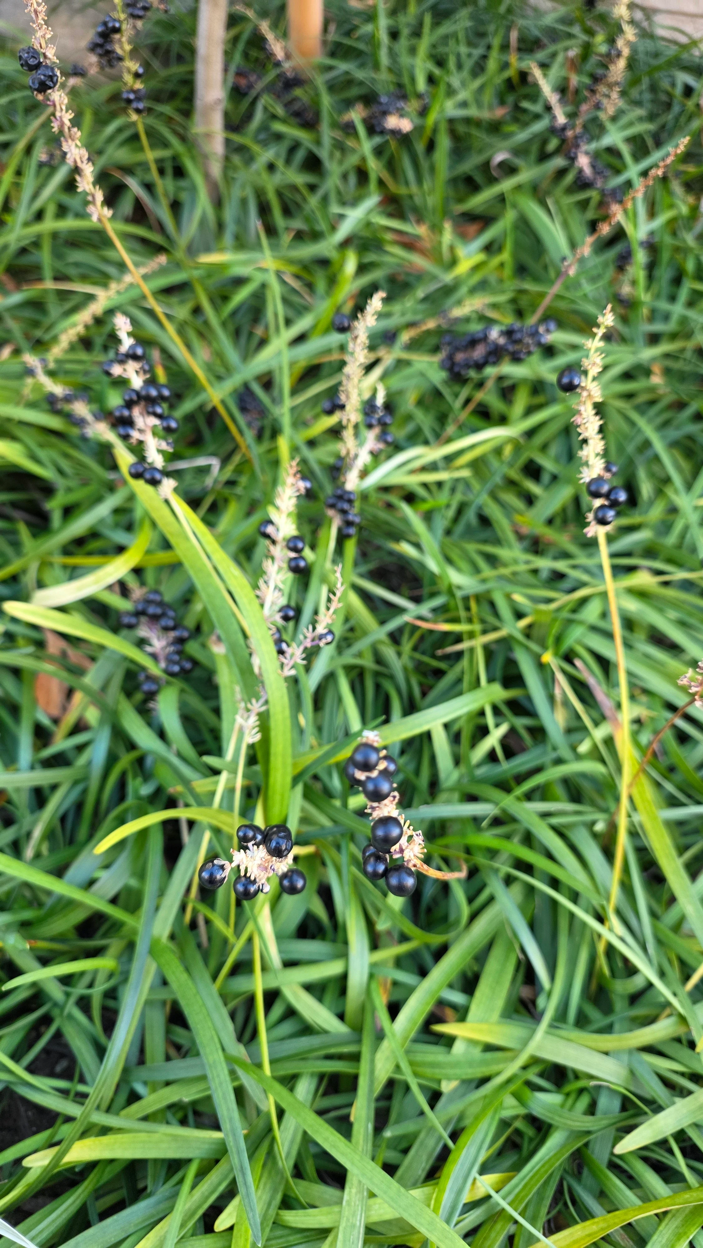 枯れたヤブラン